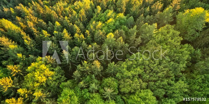Picture of Aerial view of spruce forest